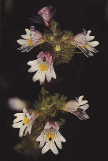 Eufrasia - Detalle de sus flores